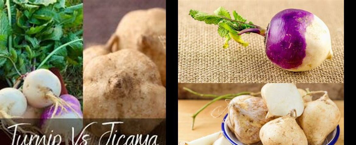 jicama-vs-turnip