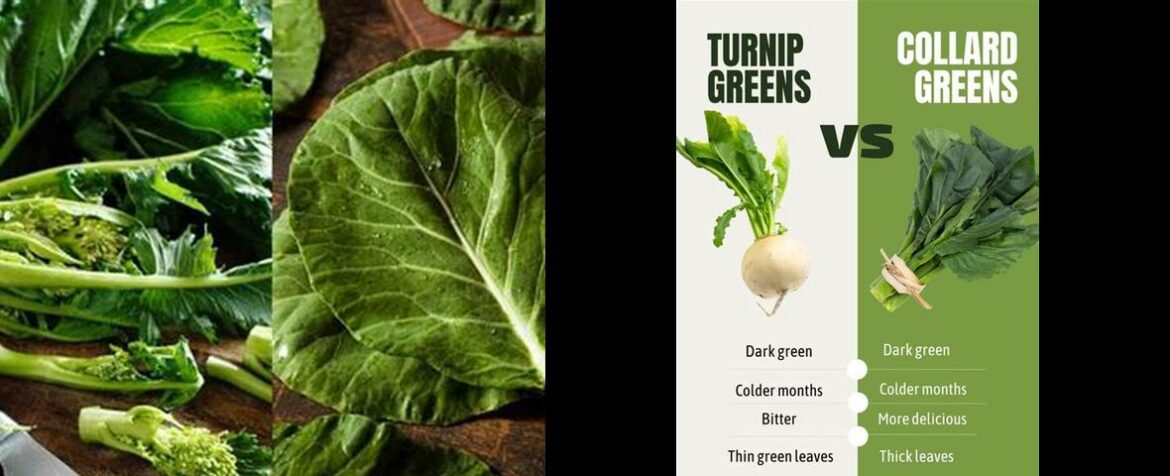 turnip-vs-collard-greens