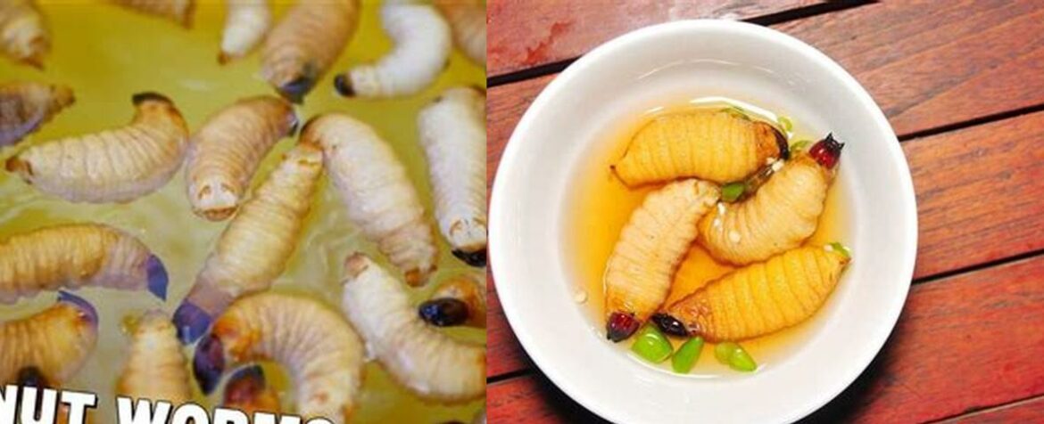 what-do-coconut-worms-taste-like