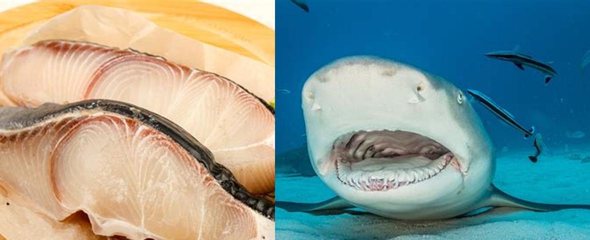 What Do Sharks Taste Like? Exploring the Savory Delights of the Ocean's